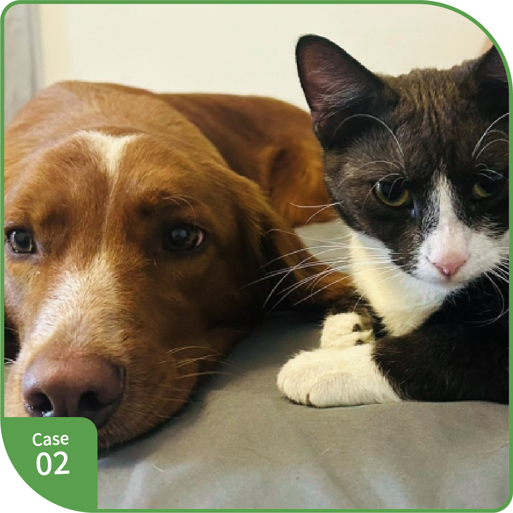 愛犬と愛猫の写真